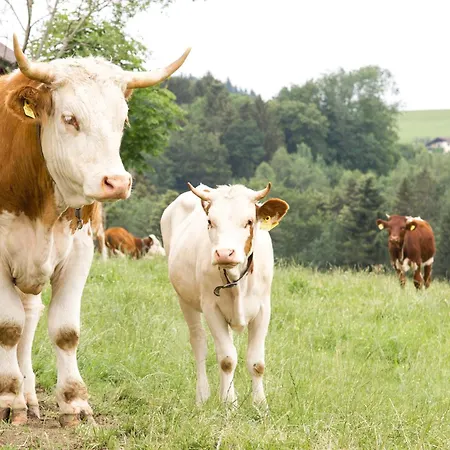 公寓 Am Bio-bauernhof 滨湖上特鲁姆