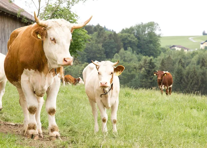 דירה Am Bio-bauernhof אוברטרום אם זי